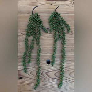 Hanging Succulent Trailing Plants / Set of 2
